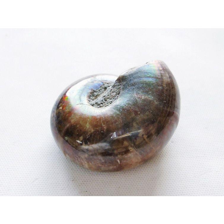 虹入り アンモナイト 化石 t570-5071 : 誠安天然石専門店 - 通販