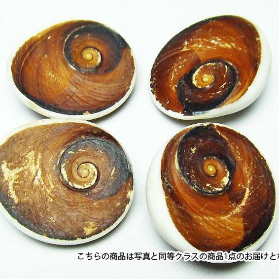 フォッシルシェル 貝 化石 置物 パワーストーン 天然石 t860-2 : 誠安