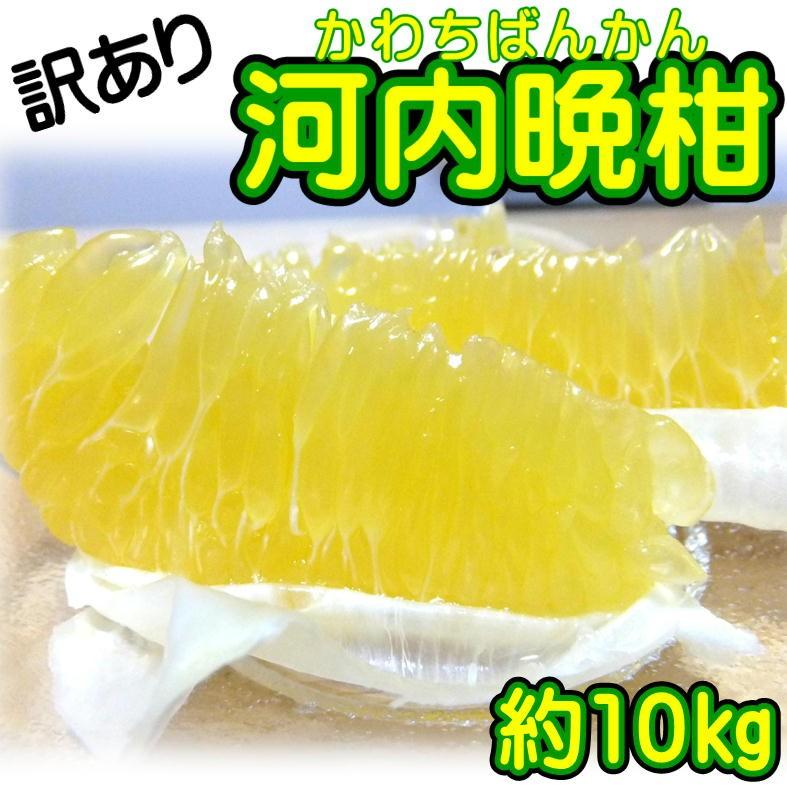 爆買 訳あり 河内晩柑 約10kg +補償500g 愛媛県産（Yahoo!・せいぶ青果）