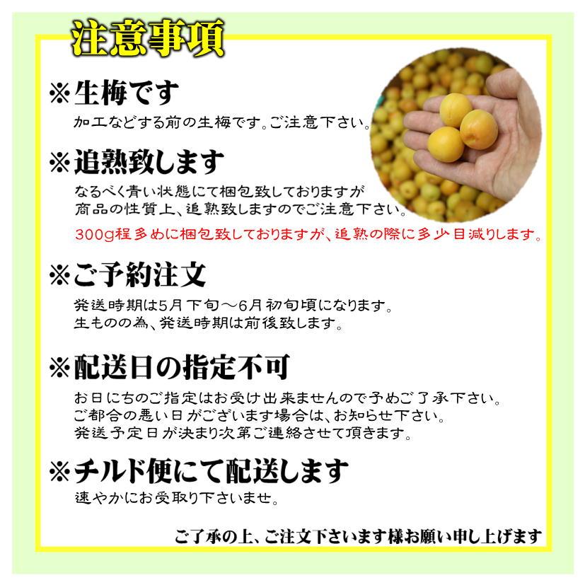 配送日指定不可 愛媛県産 七折小梅 約2kg 生梅 5月末〜6月上旬発送 