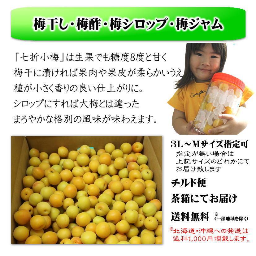 配送日指定不可 愛媛県産 七折小梅 約4kg 生梅 5月末〜6月上旬 : せい