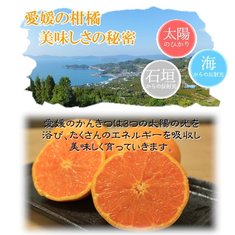 爆買 訳あり カラマンダリン 約5kg ＋補償500g 愛媛県産 規格外品