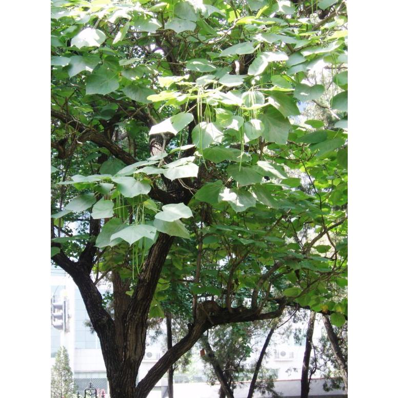 キササゲ きささげ 木大角豆 楸 梓実 しじつ 500g 刻み 尿量減少 国産 日本産 中嶋生薬 第2類医薬品 2個セット : クスリの誠仁堂 ...