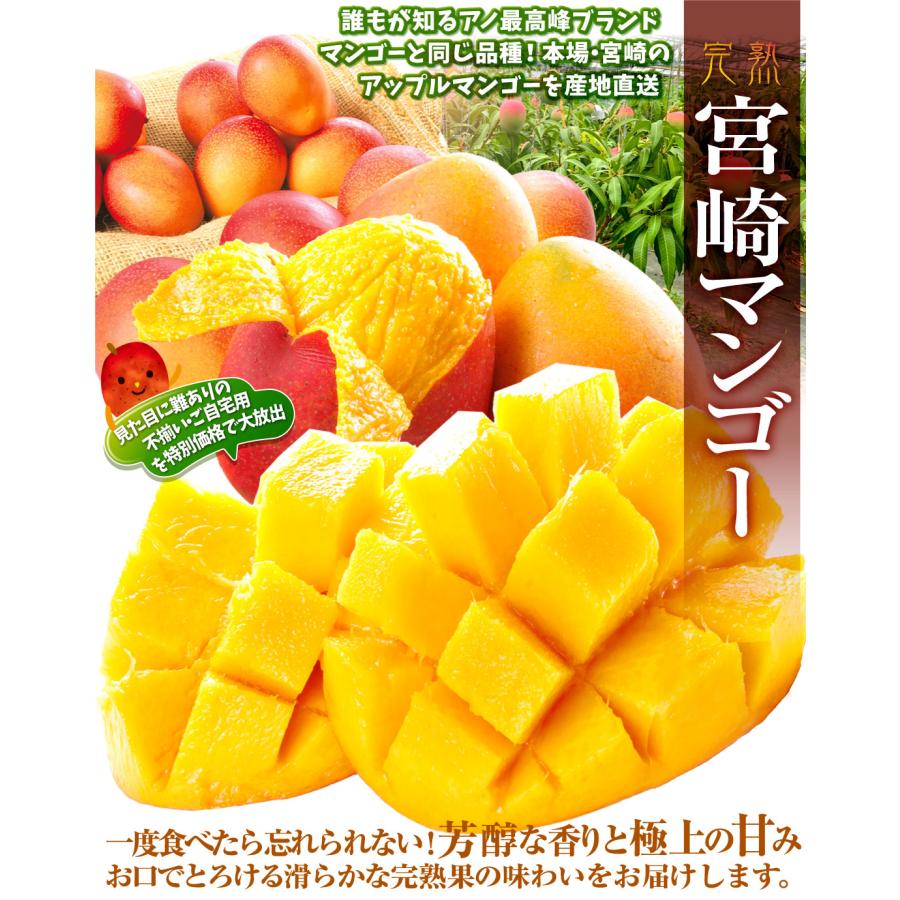 マンゴー 2kg ふぞろいアップルマンゴー 宮崎産 宮崎マンゴー 芒果