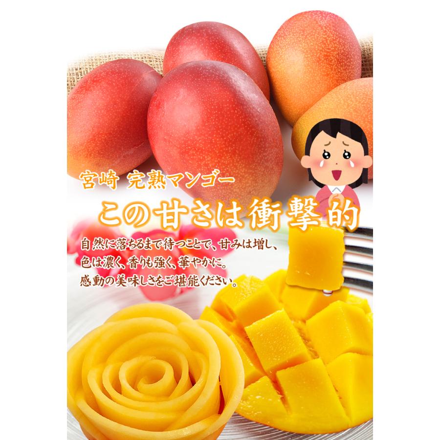 マンゴー ふぞろいアップルマンゴー 2kg 宮崎産 ご家庭用 宮崎 マンゴー ふぞろいアップルマンゴー 2kg 宮崎産 ご家庭用 宮崎