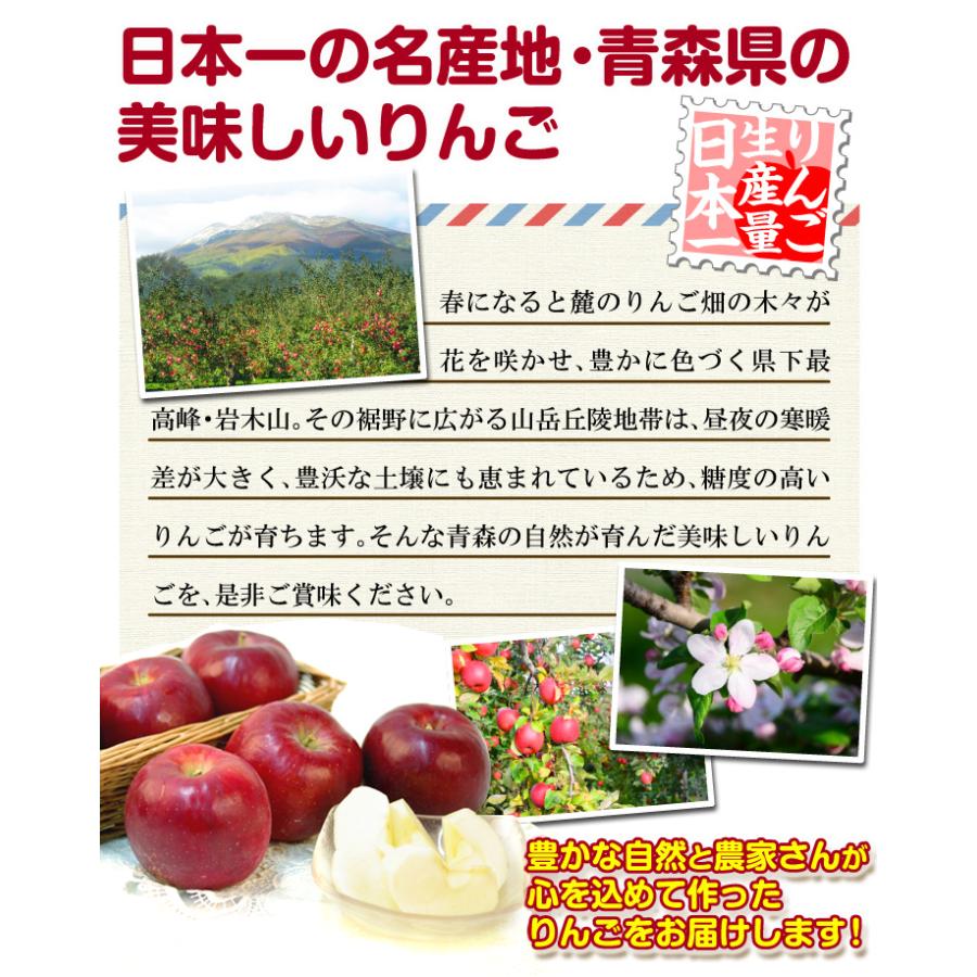 りんご 10kg 紅玉 青森産 ご家庭用 送料無料 食品｜seikaokoku｜06