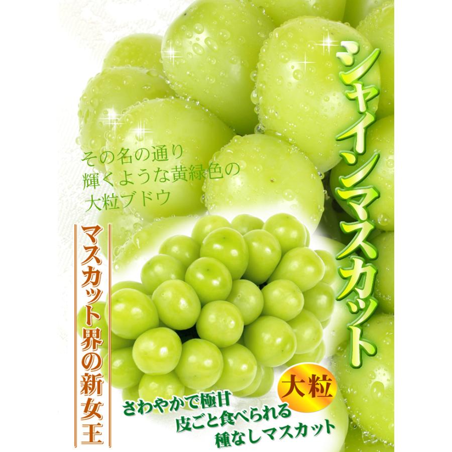 ぶどう 山梨産 大特価 シャインマスカット 2房 (約1.2kg) 大房 ぶどう 山梨産 大特価 シャインマスカット 2房 (約1.2kg) 大房