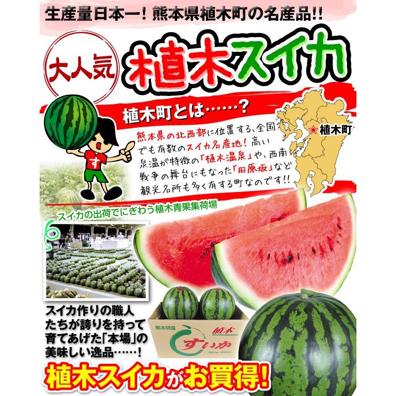 すいか 1玉 植木のすいか 熊本産 送料無料 食品｜seikaokoku｜05