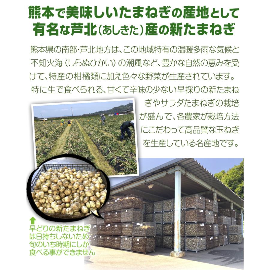 玉ねぎ 10kg 限定特価 芦北の新たまねぎ 熊本産 ご家庭用 ふぞろい しんたま 送料無料 食品｜seikaokoku｜05