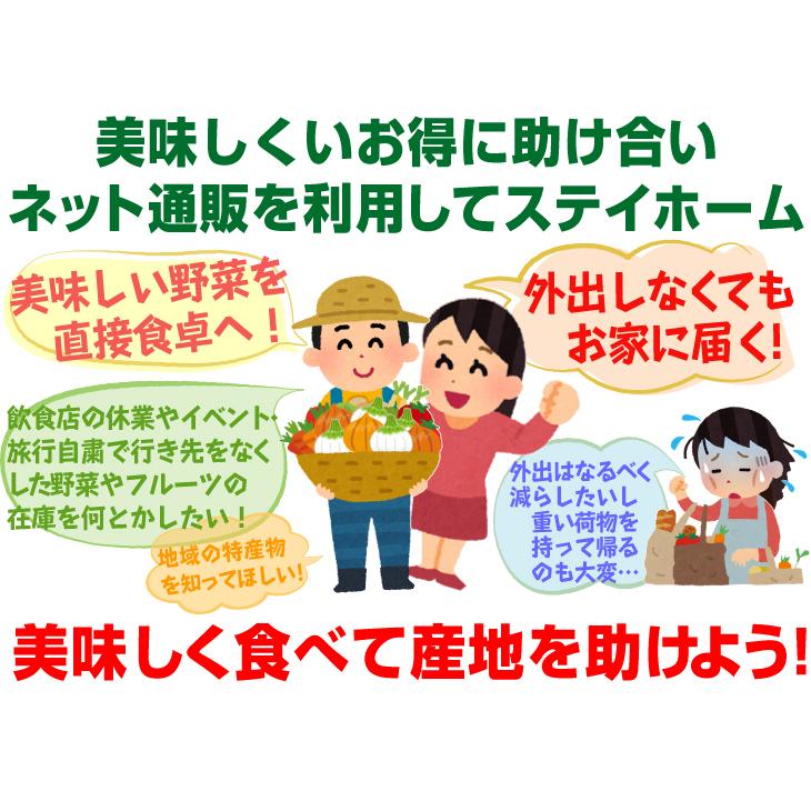 玉ねぎ 10kg 限定特価 芦北の新たまねぎ 熊本産 ご家庭用 ふぞろい しんたま 送料無料 食品｜seikaokoku｜07