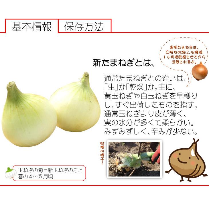 玉ねぎ 10kg 限定特価 芦北の新たまねぎ 熊本産 ご家庭用 ふぞろい しんたま 送料無料 食品｜seikaokoku｜08