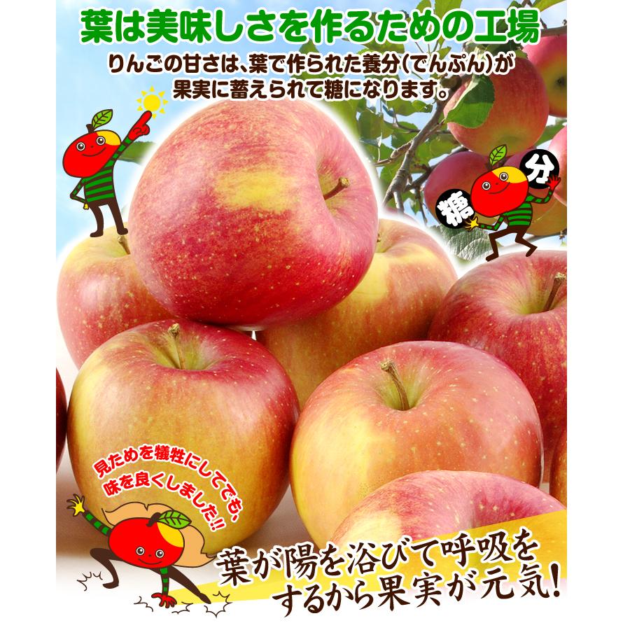 りんご 10kg 葉とらずふじ 青森産 ご家庭用 送料無料 食品｜seikaokoku｜04