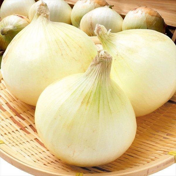 たまねぎ 淡路島産 新たまねぎ 10kg 送料無料 食品 : 食みらい たまねぎ 淡路島産 新たまねぎ 10kg 送料無料 食品 : 食みらい