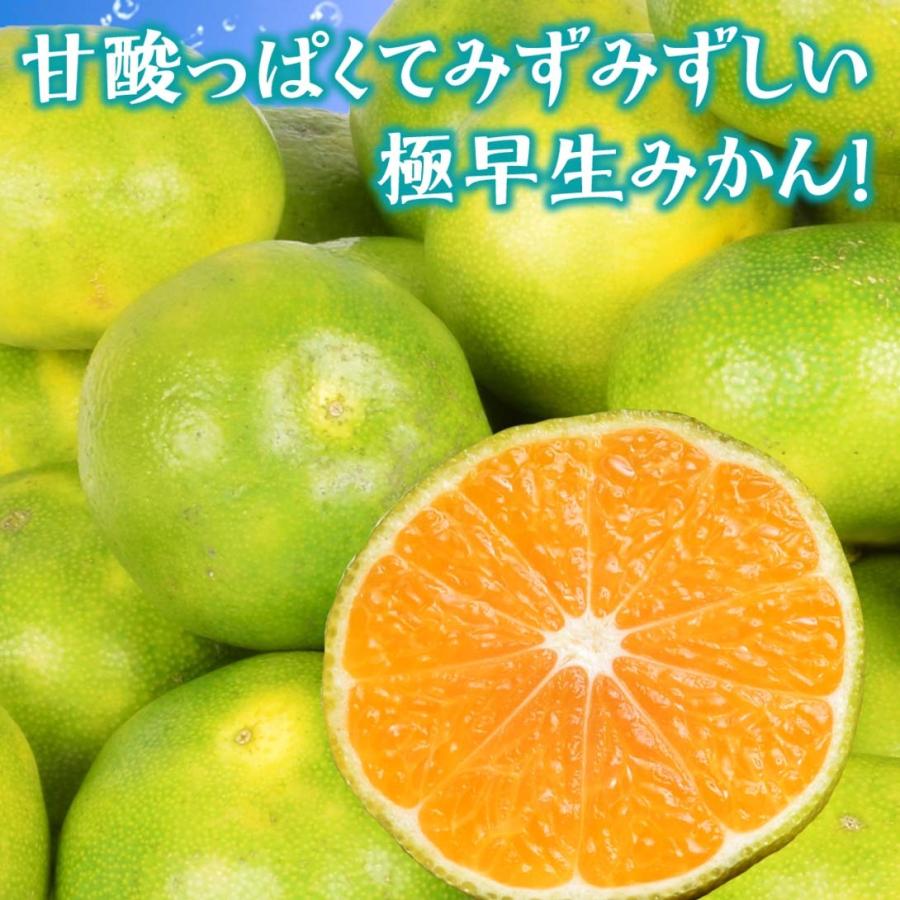 みかん 10kg 熊本産 ご家庭用 極早生みかん(S〜2L混合)1箱 送料無料 食品 国華園 :f82574:食みらい・国華園 - 通販 - Yahoo!ショッピング みかん 10kg 熊本産 ご家庭用 極早生みかん(S〜2L混合)1箱 送料無料 食品 国華園 :f82574:食みらい・国華園 - 通販 - Yahoo!ショッピング