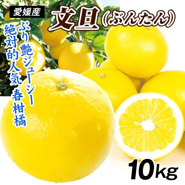 みかん 愛媛産 大特価 文旦 10kg ご家庭用 送料無料 ぶんたん ブンタン