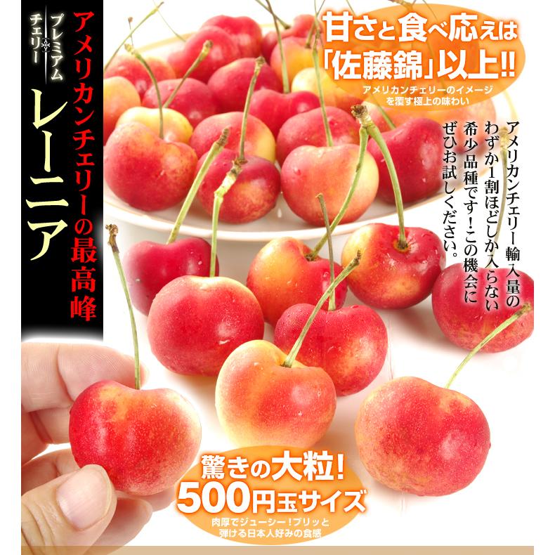 さくらんぼ 500g レーニア アメリカンチェリー アメリカ産 送料無料