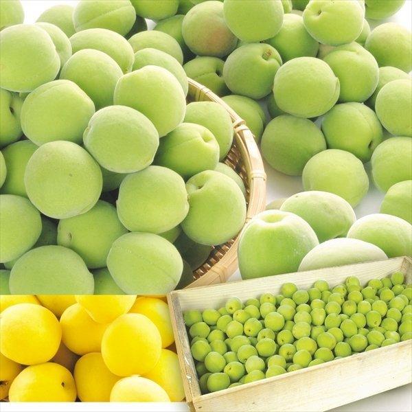 a!!! 梅　無農薬　B品　10キロ　豊後 青〜中度 無農薬梅（梅干し・梅酒・梅シロップ用）無農薬栽培梅｜和歌山県産梅