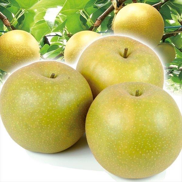 素敵でユニークな 梨 10kg 新甘泉梨 鳥取産 ご家庭用 送料無料 食品