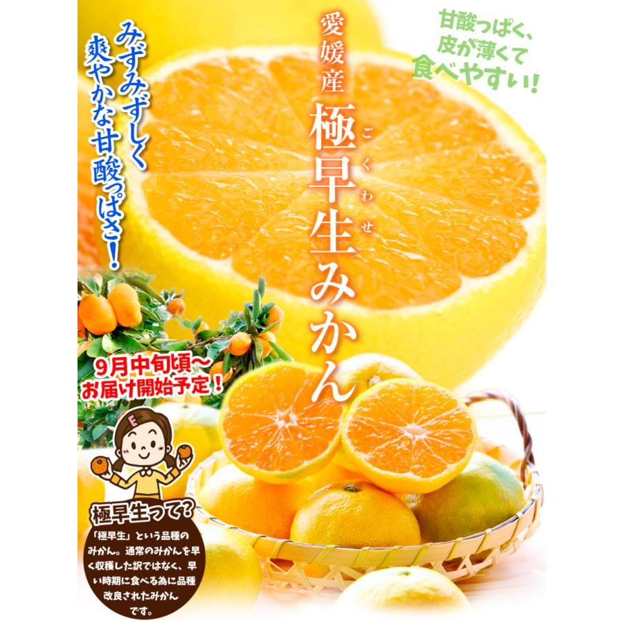 みかん 10kg ご家庭用 極早生みかん 愛媛産 温州 ミカン 送料無料 食品