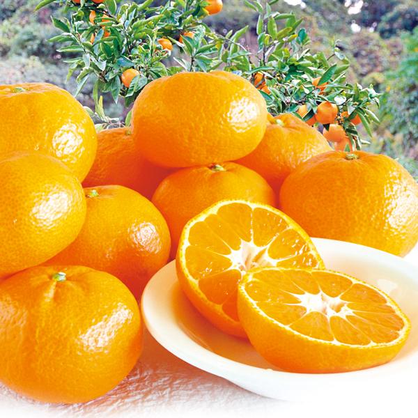 みかん 10kg 天秀みかん 熊本産 送料無料 食品 : 食みらい・国華園