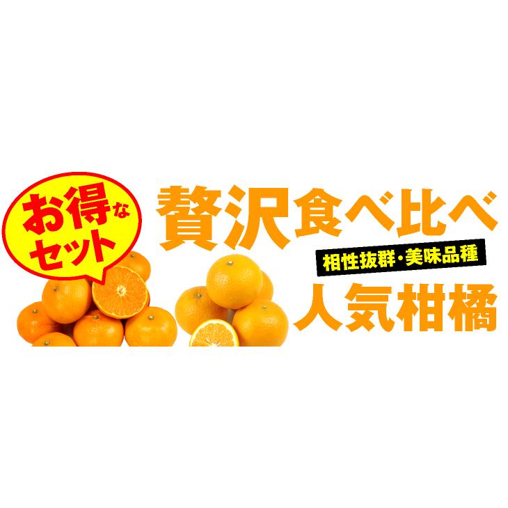 みかん せとか&清見オレンジセット 2種10kg 送料無料 食品 爆買 : 食