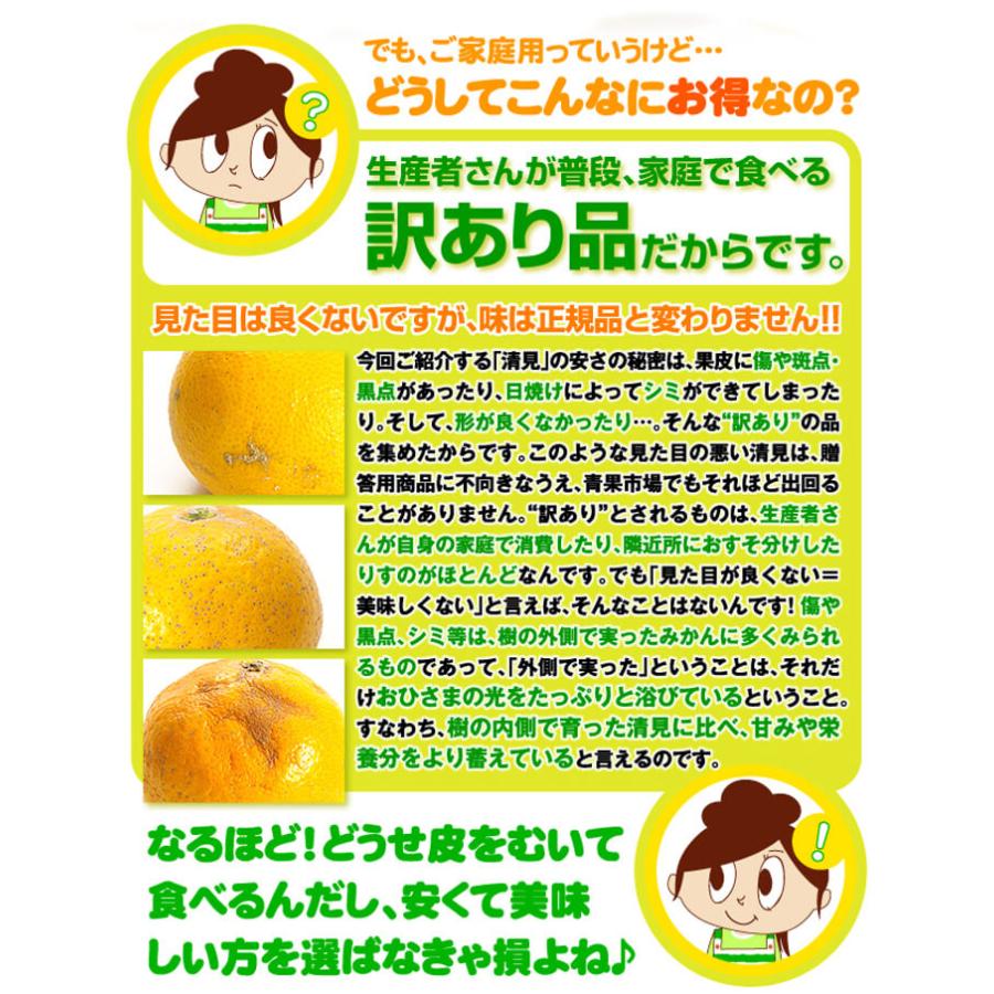 みかん せとか&清見オレンジセット 2種10kg 送料無料 食品 爆買 : 食