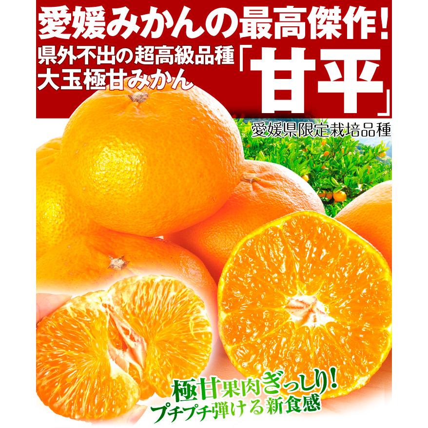 愛媛県産 無農薬 甘平 5kg 5Lサイズ特大厳選 【公式通販】