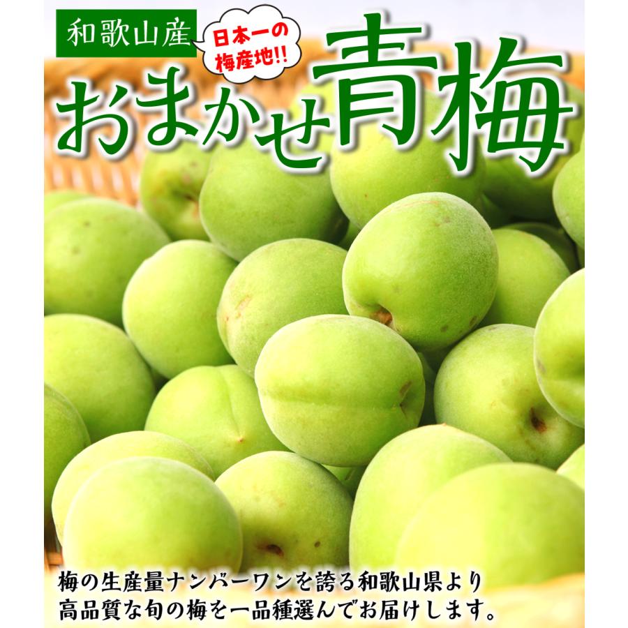 梅 10kg おまかせ青梅 ご家庭用 和歌山産 送料無料 食品｜seikaokoku｜02