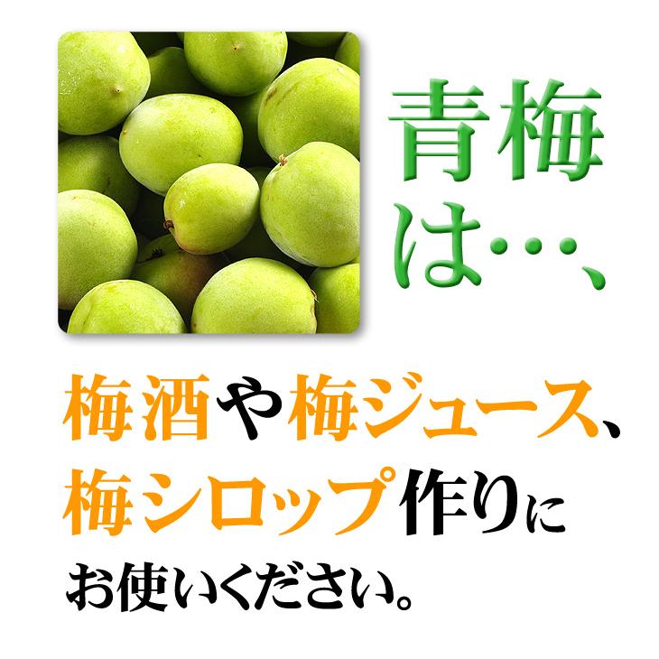 梅 10kg 古城梅 【青梅】 和歌山産 ごじろうめ 送料無料 冷蔵便 食品｜seikaokoku｜07