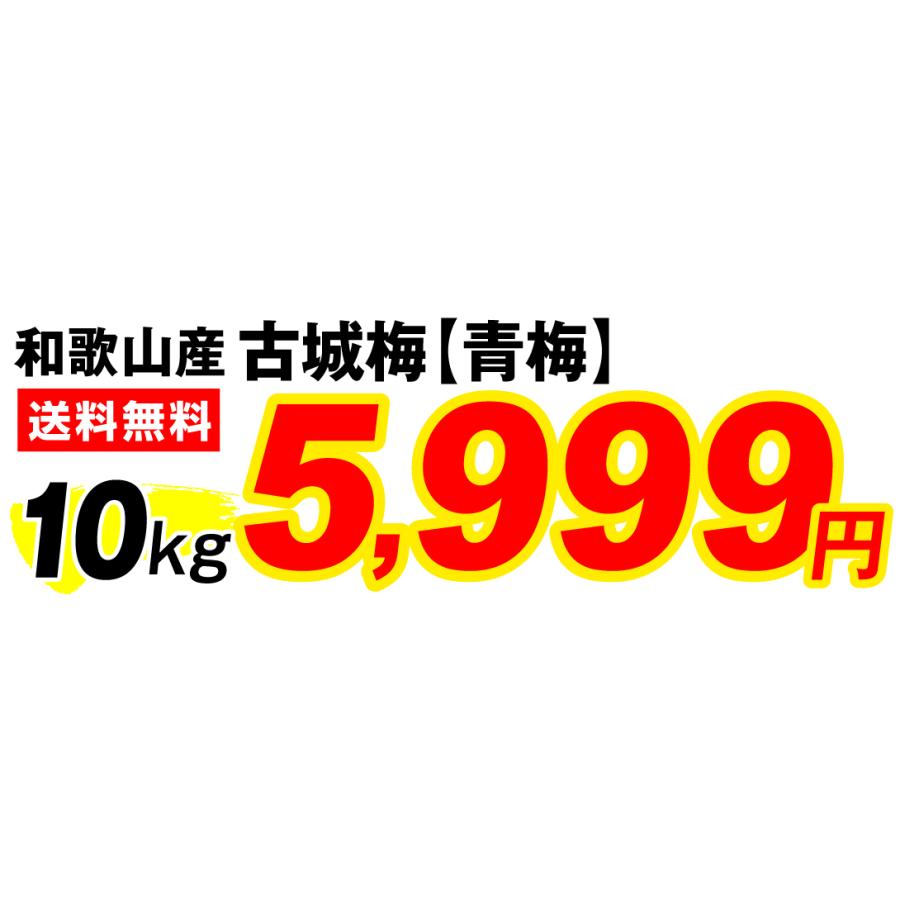 梅 10kg 古城梅 【青梅】 和歌山産 ごじろうめ 送料無料 冷蔵便 食品｜seikaokoku｜03