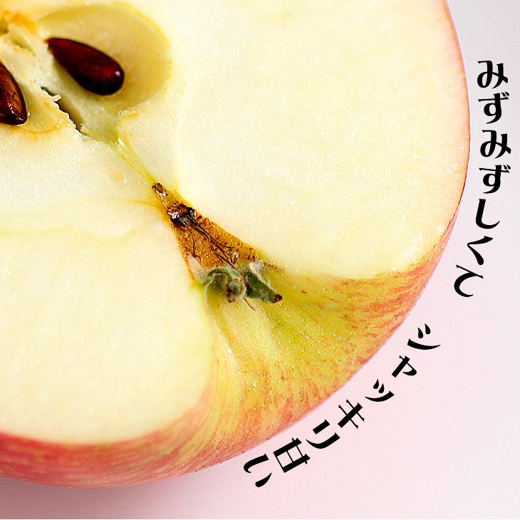 りんご 10kg ご家庭用 サンふじ 長野産 送料無料 食品 : 食みらい・国