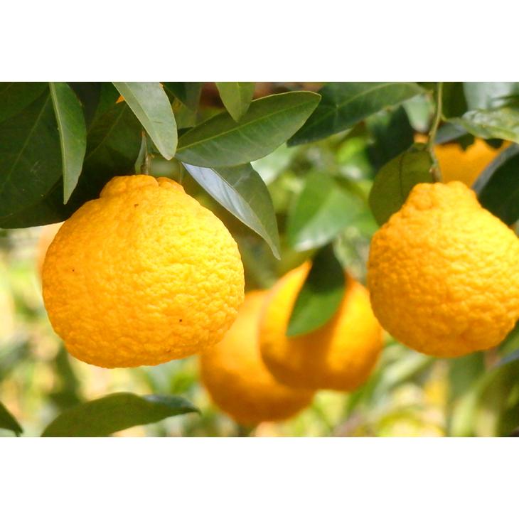 不知火 みかん 10kg 大分産 不知火オレンジ 送料無料 デコポン と同