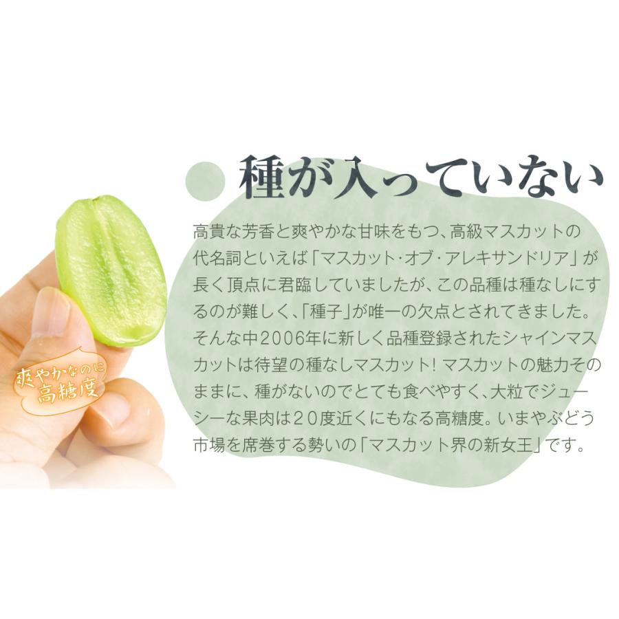ぶどう 約1.2kg シャインマスカット 晴王（約600g×2房） 岡山産 ご家庭