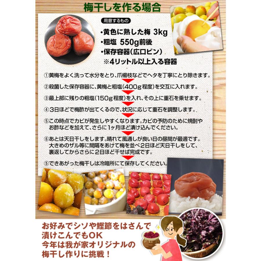 梅 10kg 南高梅・熟梅 ご家庭用 和歌山産 送料無料 食品｜seikaokoku｜05