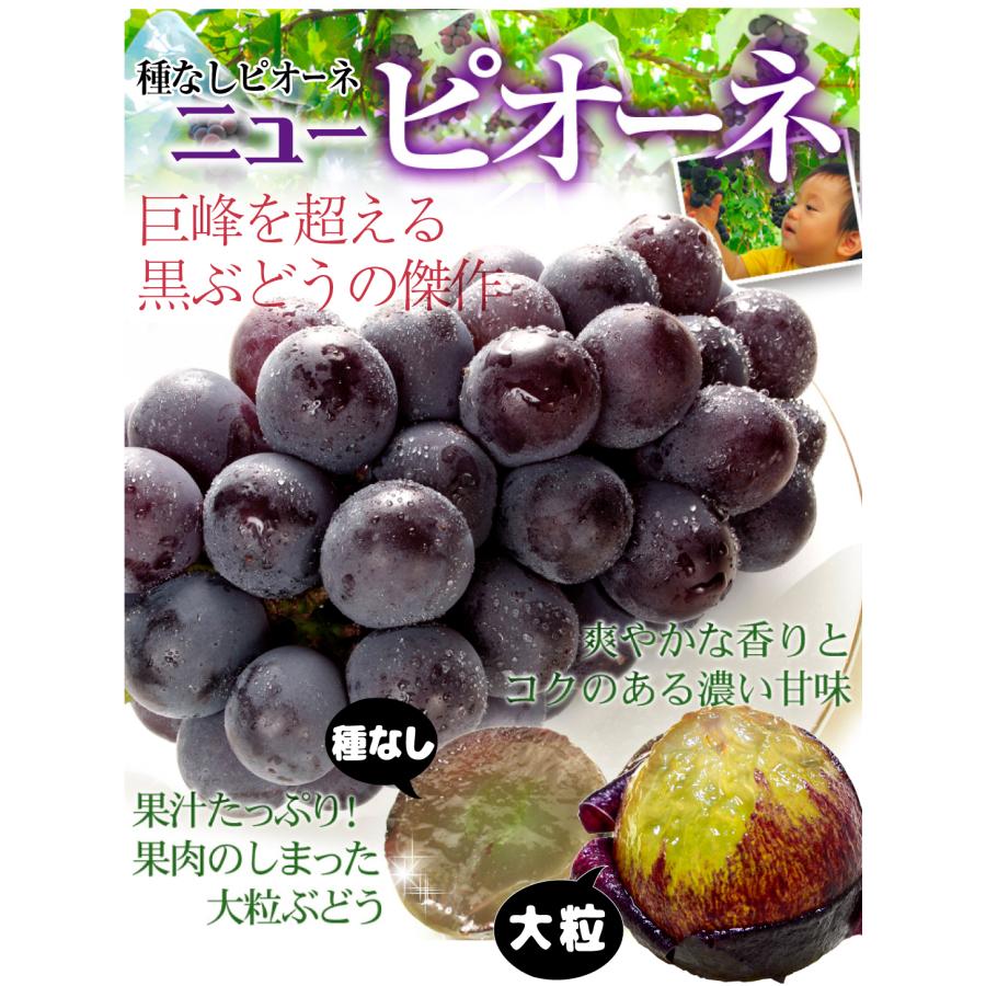 ぶどう 約1.2kg ニューピオーネ 岡山産 大房（約600g×2房）種無し 黒