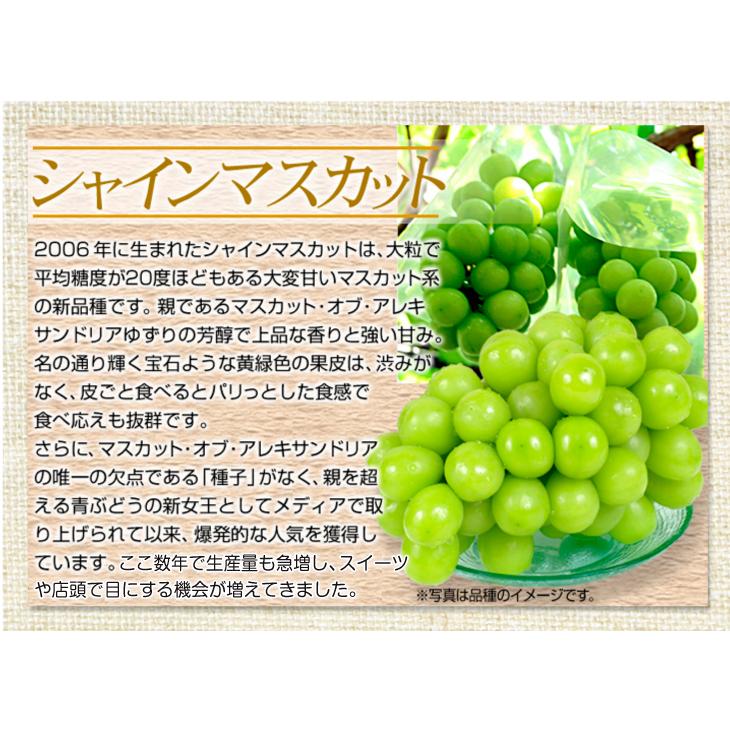 シャインマスカット ぶどう 2房 山梨産 約1〜1.2kg 化粧箱 ギフト用