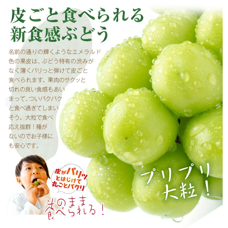 シャインマスカット ぶどう 2房 山梨産 約1〜1.2kg 化粧箱 ギフト用
