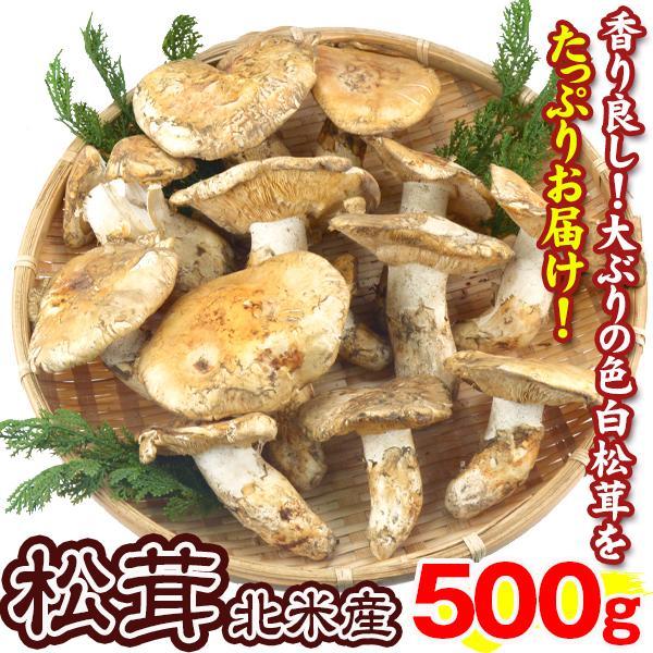 松茸 500g 北米産 まつたけ カナダ・アメリカ産 ご家庭用 送料無料 