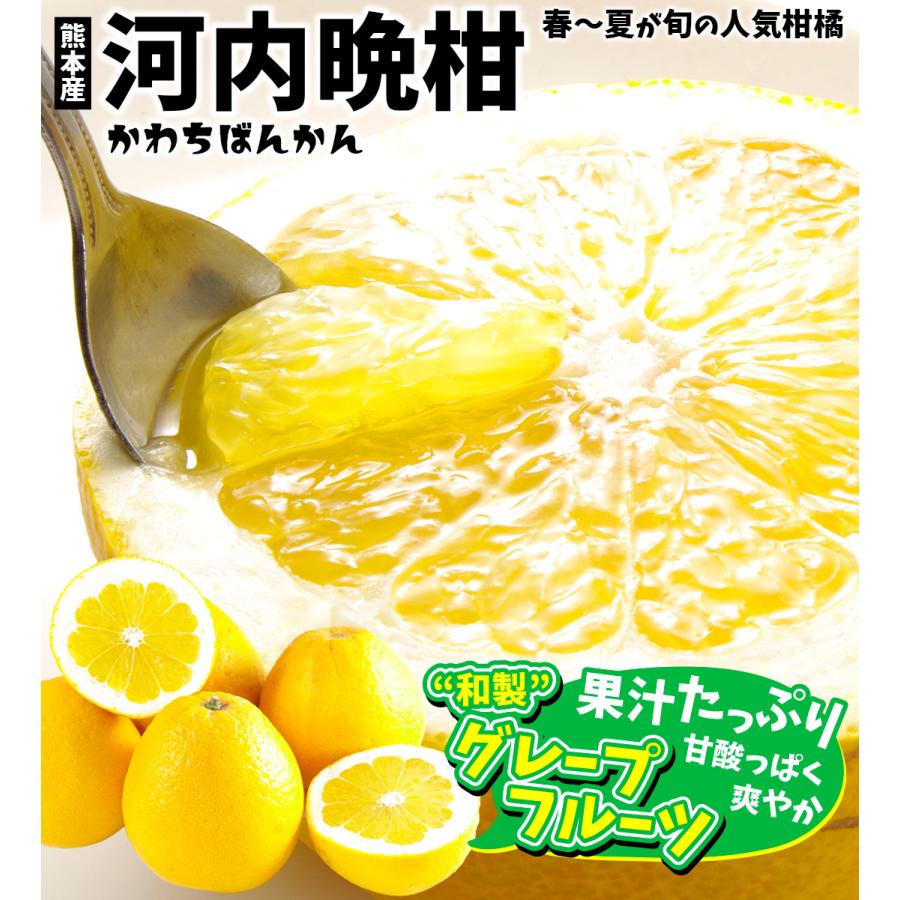 みかん 10kg 肥後の河内晩柑 熊本産 ご家庭用 送料無料 食品 国華園｜seikaokoku｜10