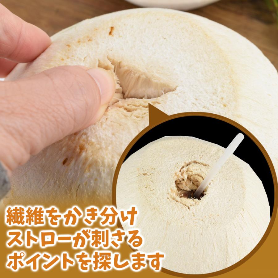 ココナッツ 2玉 ヤングココナッツ ベトナム産 南国 ヤシの実 ココナッツ 2玉 ヤングココナッツ ベトナム産 南国 ヤシの実