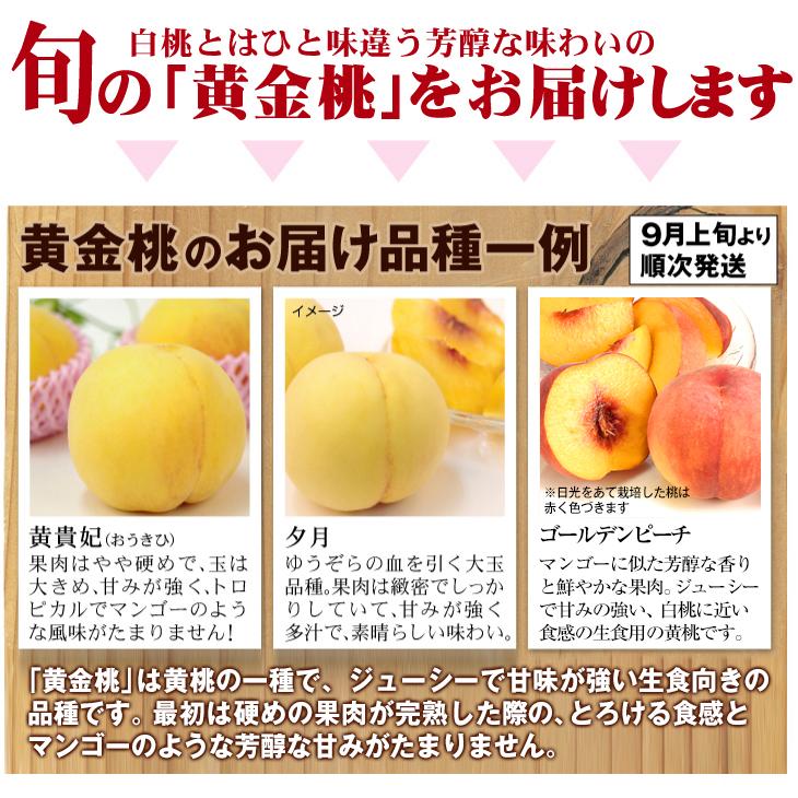 もも 1.5kg 山形の黄桃 山形産 ご家庭用 黄金桃 ゴールデンピーチ 品種