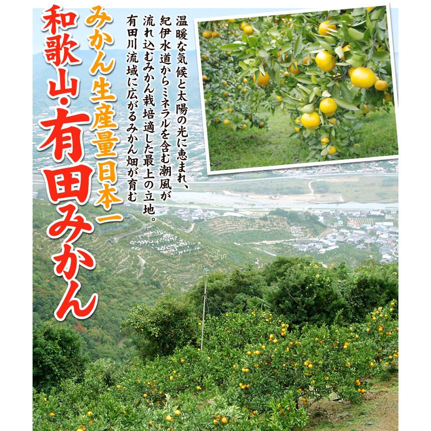 みかん 10kg 特選有田みかん 和歌山産 数量限定 ご家庭用 送料無料