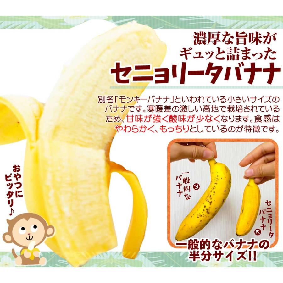 バナナ 3房 セニョリータバナナ フィリピン産 モンキーバナナ 希少品種