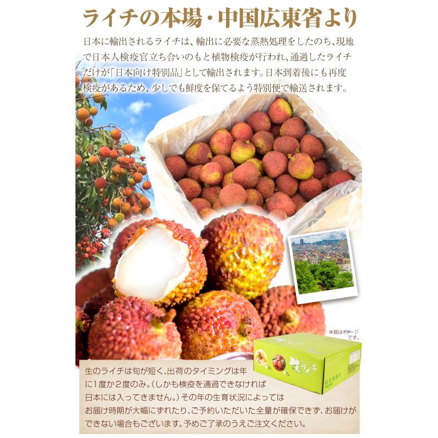 ライチ グリーンライチ 妃子笑 800g 中国広東省産 生ライチ 茘枝 ひ