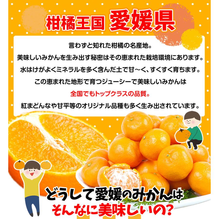 みかん 5kg 美味まどんな 愛媛産 送料無料 食品 : 食みらい・国華園