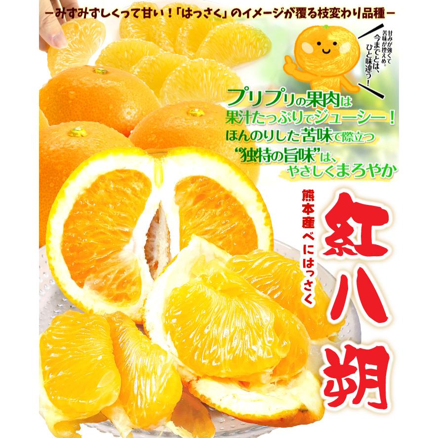 みかん 5kg 紅はっさく 熊本産 ご家庭用 紅八朔 八朔 柑橘 果物