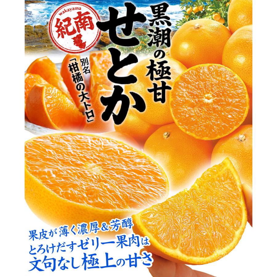 みかん 5kg 黒潮の極甘 せとか 和歌山産 紀南 名産地 ご家庭用 春柑橘