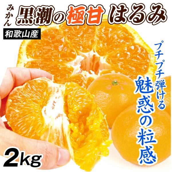 みかん 2kg 黒潮の極甘 はるみ 和歌山産 紀南 名産地 ご家庭用 春柑橘