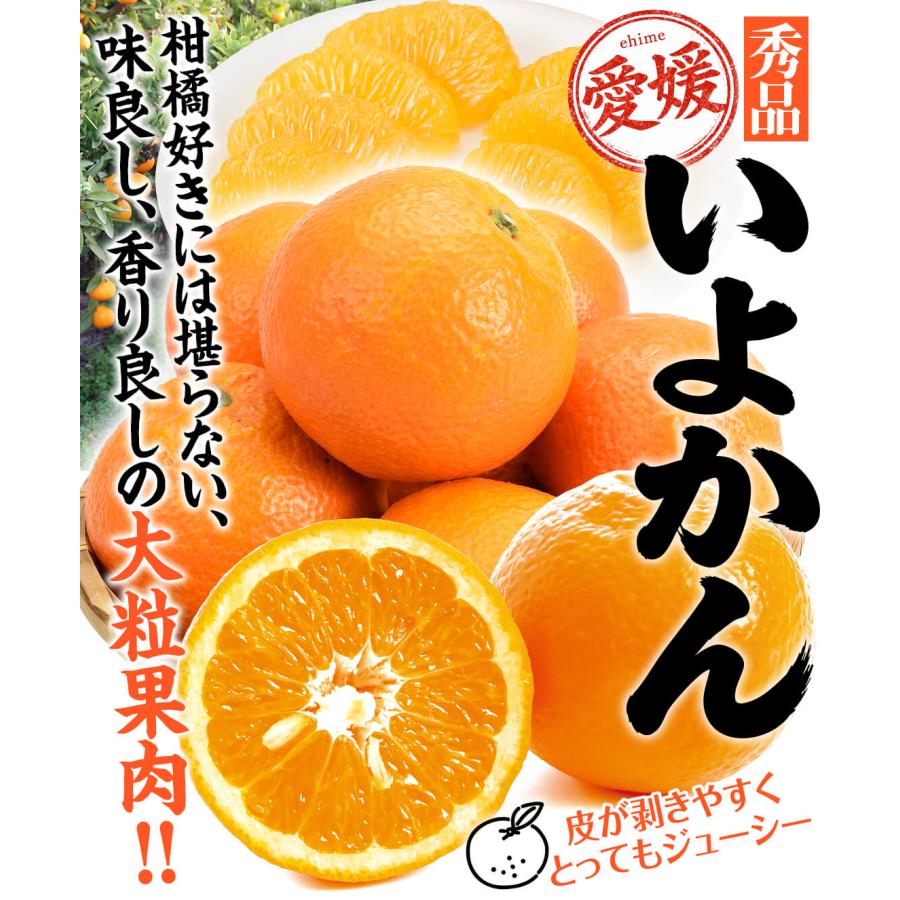 みかん 10kg いよかん 秀品 愛媛産 大特価 伊予柑ミカン 送料無料 食品