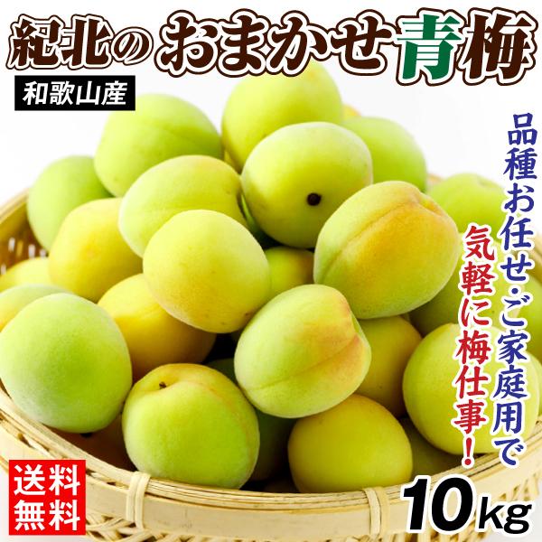 梅 10kg 紀北のおまかせ青梅 和歌山産 ご家庭用 うめ 常温便 送料無料 食品（Yahoo!・食みらい・国華園）